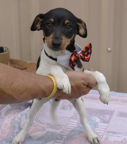 ATTICUS - Rat Terrier available for adoption