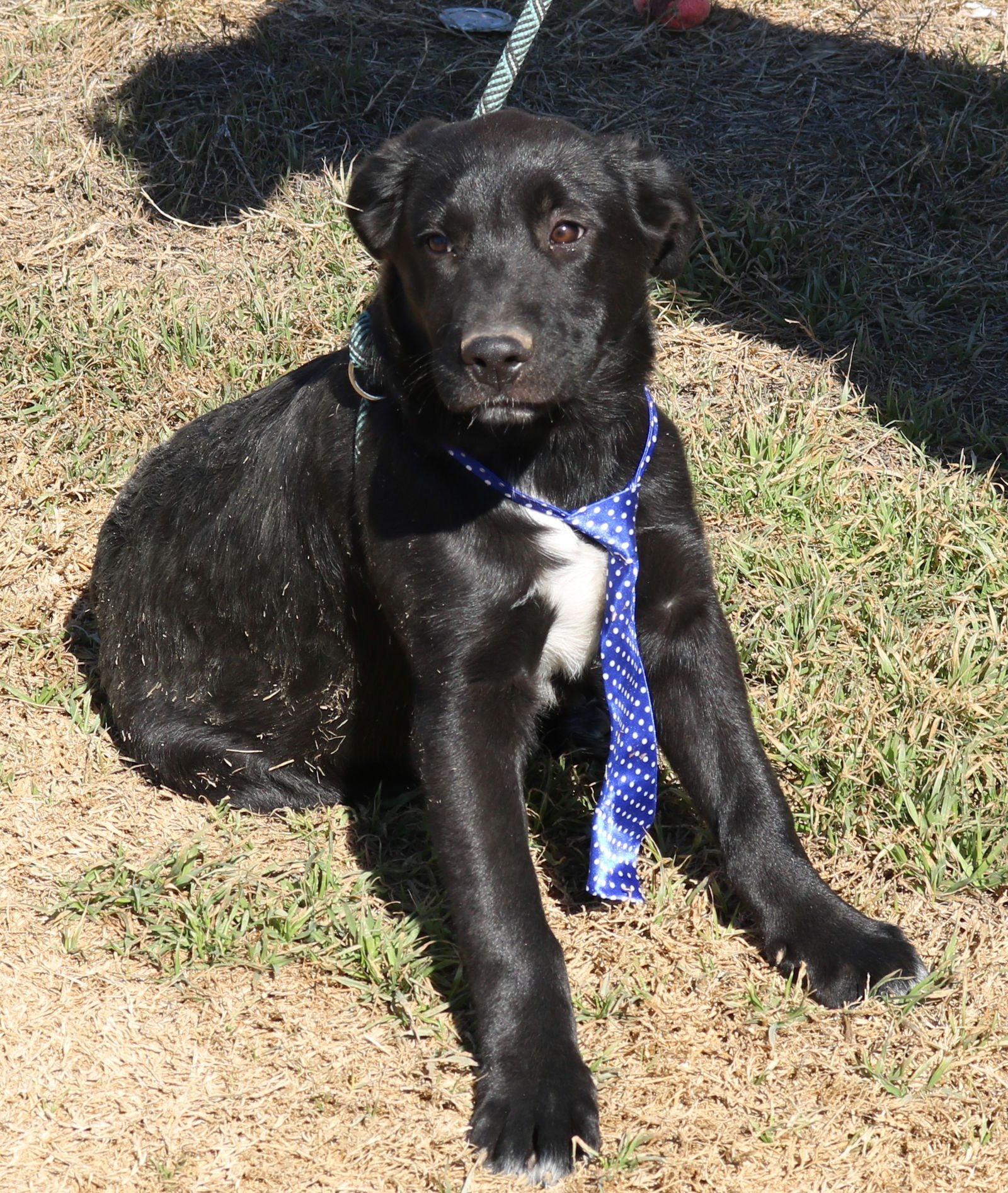 Tug - Photo 3