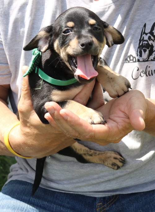 BAMBAM - Dachshund / Chihuahua available for adoption