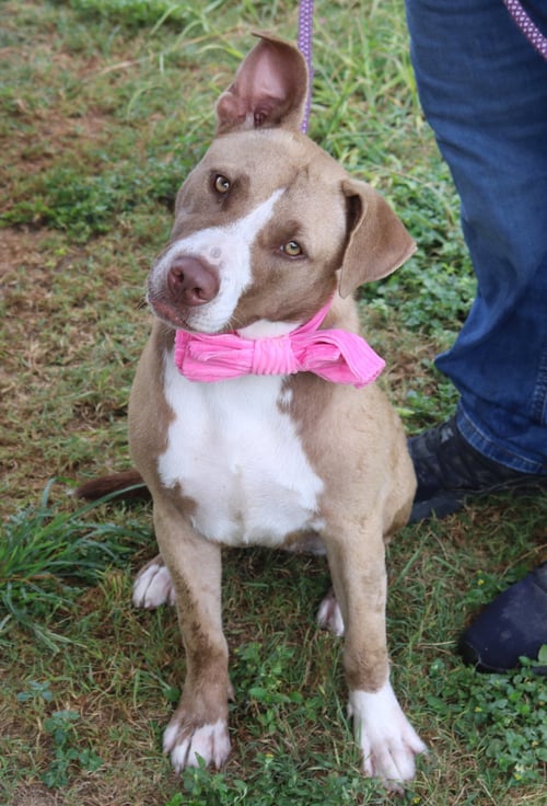 QT - Labrador Retriever / Staffordshire Bull Terrier available for adoption