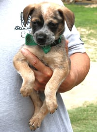 Louie - Photo 1
