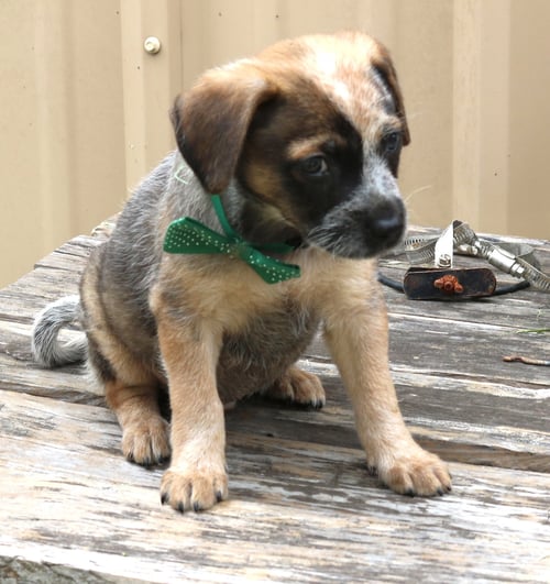 LOUIE - Australian Shepherd available for adoption