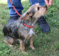 Ruby - Photo 4