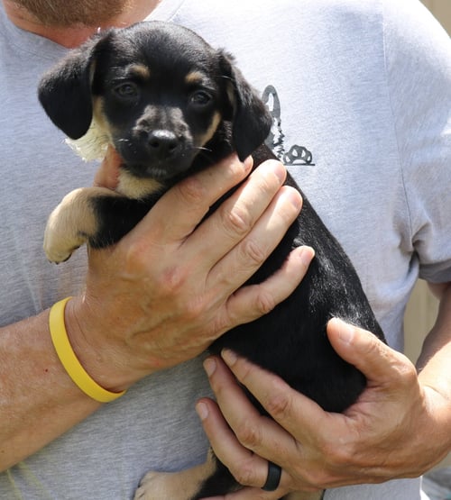 PACO - Dachshund / Chihuahua available for adoption
