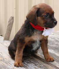 Annabelle - Photo 3