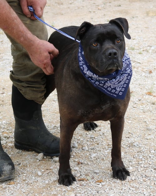 BOB - Mastiff / Labrador Retriever available for adoption