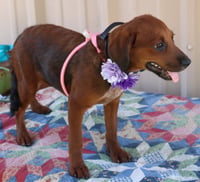 Annabelle - Photo 4