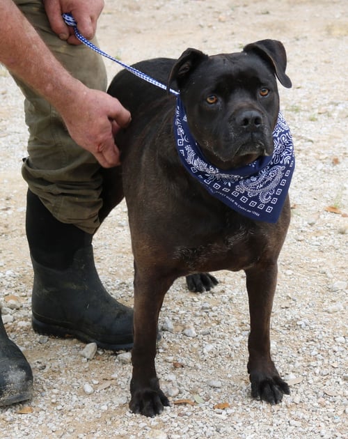 BOB - Mastiff / Labrador Retriever available for adoption