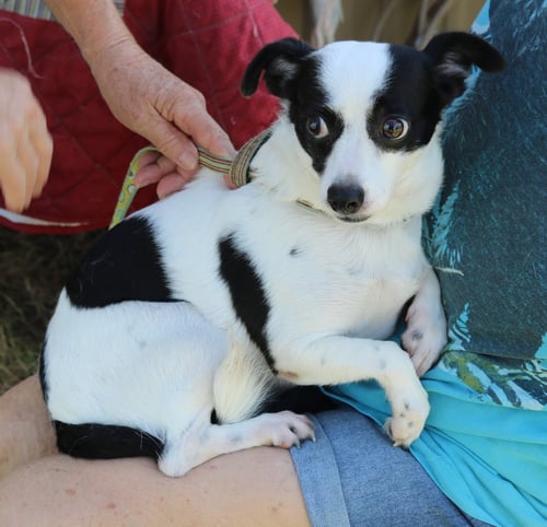 BLANCA - Rat Terrier available for adoption