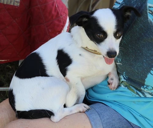 BLANCA - Rat Terrier available for adoption