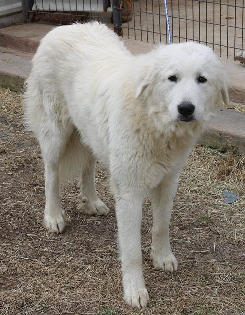 ATHENA - Great Pyrenees available for adoption