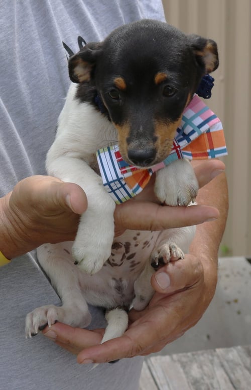 WINSTON - Rat Terrier available for adoption