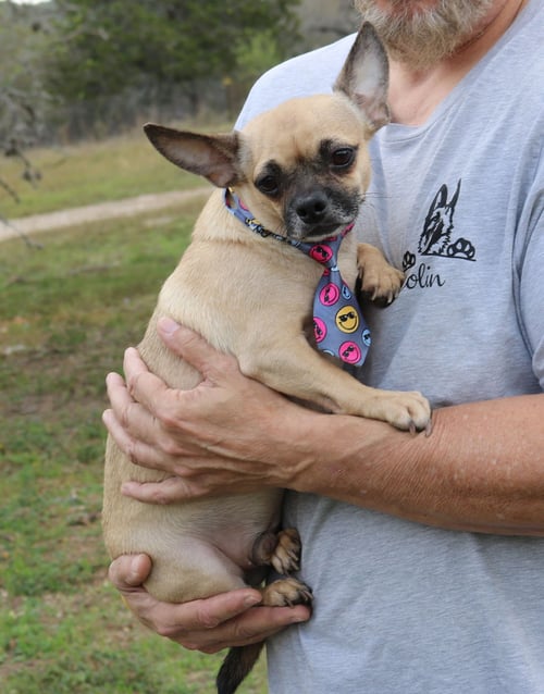 MUTZ - Pug / Dachshund available for adoption
