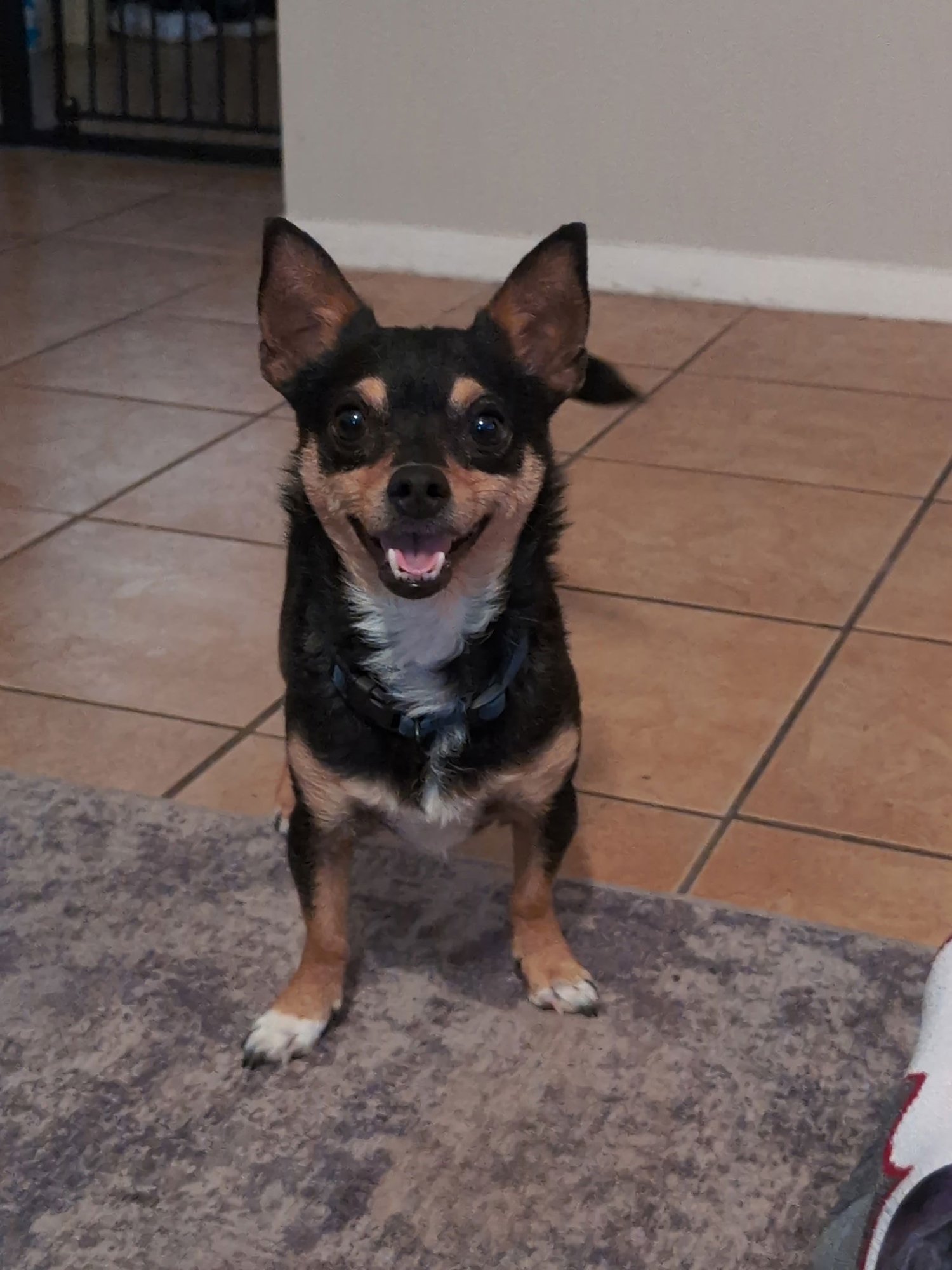 Draco - Photo 3