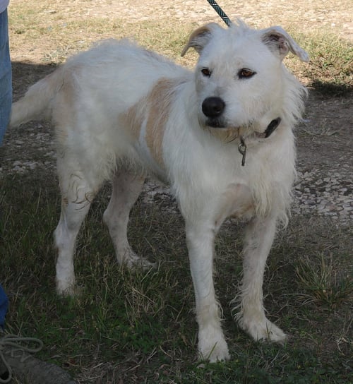 JAZZ - Irish Terrier / Airedale Terrier available for adoption