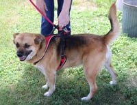 Sadie - Photo 3