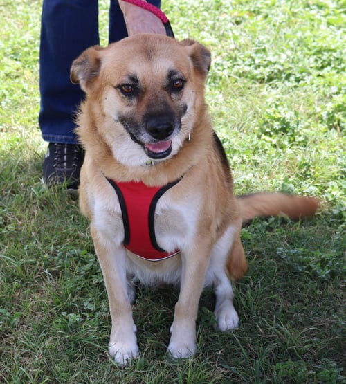 SADIE - Labrador Retriever / Shepherd for adoption in Everett