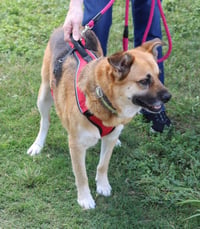 Sadie - Photo 4