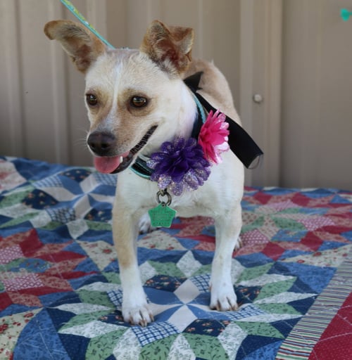LAYLA - Chihuahua / Dachshund available for adoption