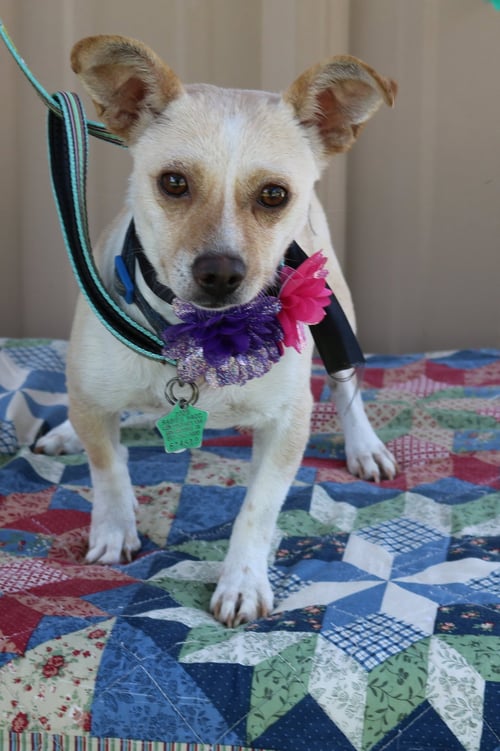 LAYLA - Chihuahua / Dachshund available for adoption