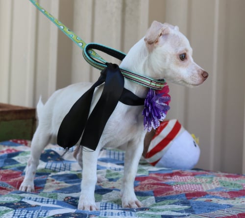 DARLA - Chihuahua / Dachshund available for adoption