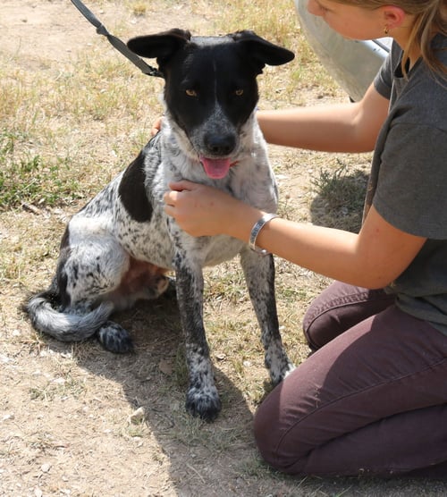 OAKS - German Shorthaired Pointer / German Shepherd Dog available for adoption