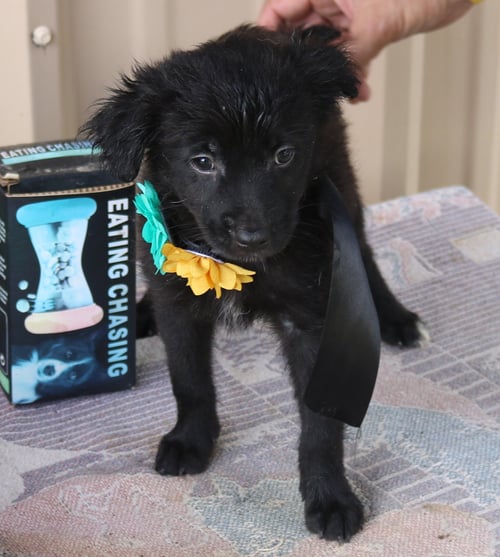 HANNAH - Cairn Terrier / Chihuahua available for adoption
