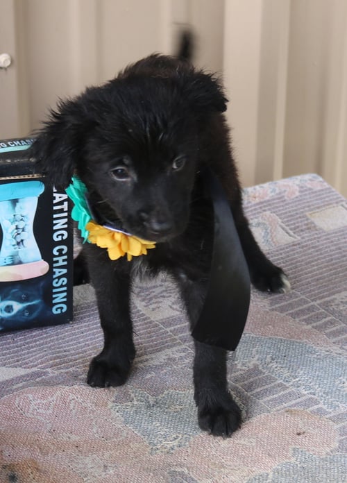 HANNAH - Cairn Terrier / Chihuahua available for adoption