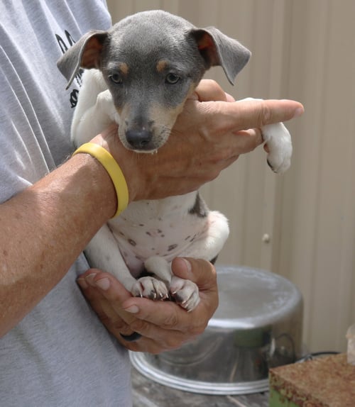 TOVA - Rat Terrier available for adoption
