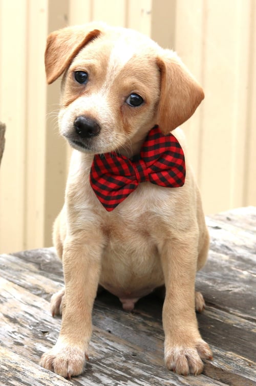 COSMO - Australian Shepherd / Beagle for adoption in Everett