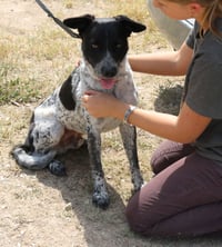 Oaks - Photo 1