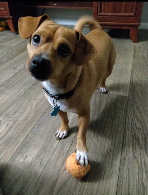 MAVERICK - Chihuahua / Dachshund available for adoption