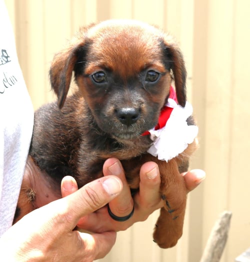 ANNABELLE - Australian Shepherd available for adoption
