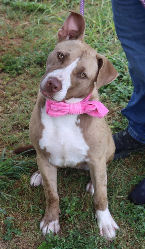 QT - Labrador Retriever / Staffordshire Bull Terrier available for adoption