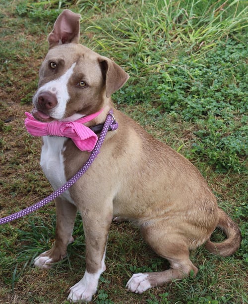QT - Labrador Retriever / Staffordshire Bull Terrier available for adoption