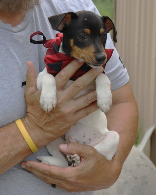 TUCKER - Rat Terrier available for adoption