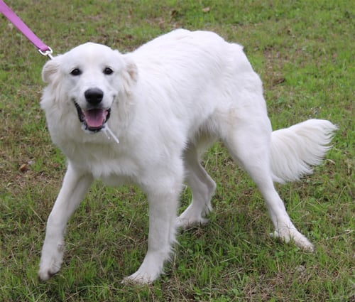 ATHENA - Great Pyrenees available for adoption