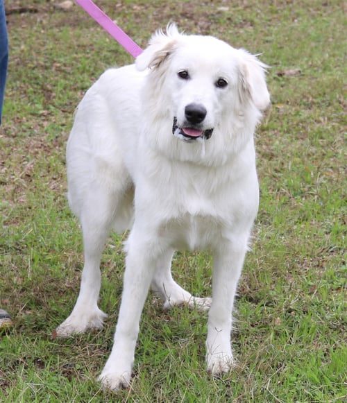 ATHENA - Great Pyrenees available for adoption