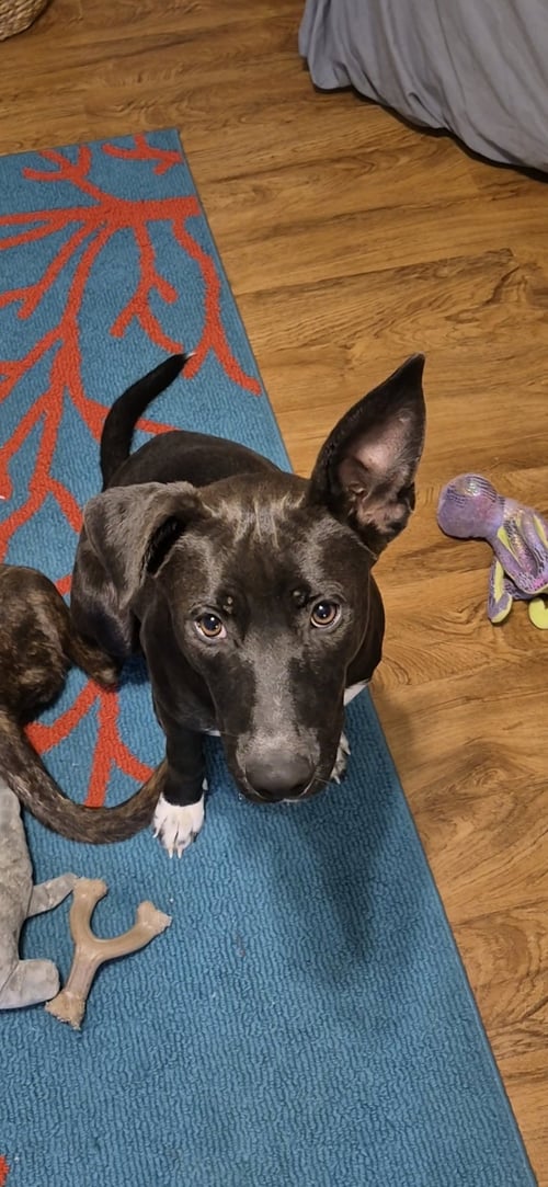 KAI - Border Collie / German Shepherd Dog for adoption in Everett