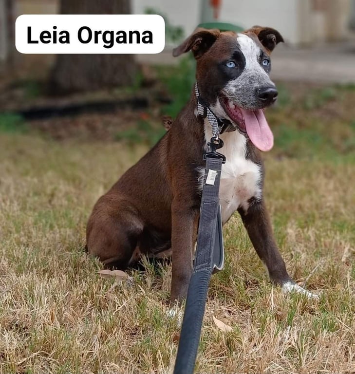 Leia Image