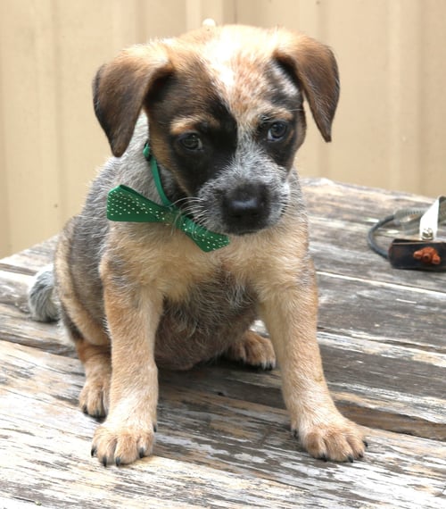 LOUIE - Australian Shepherd available for adoption
