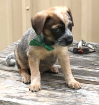 Louie - Photo 3