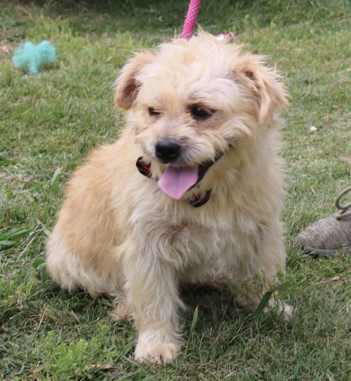 LEADER - Cairn Terrier available for adoption