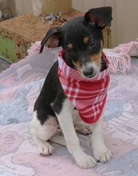 Ace - Photo 1