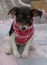 Ace - Photo 2