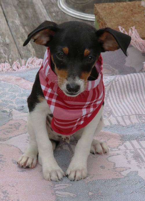 ACE - Rat Terrier available for adoption