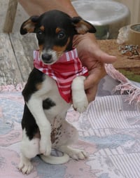 Ace - Photo 3