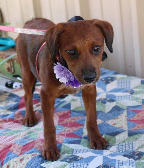 ANNABELLE - Dachshund / Havanese available for adoption