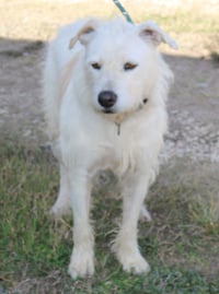 Jazz - Photo 4