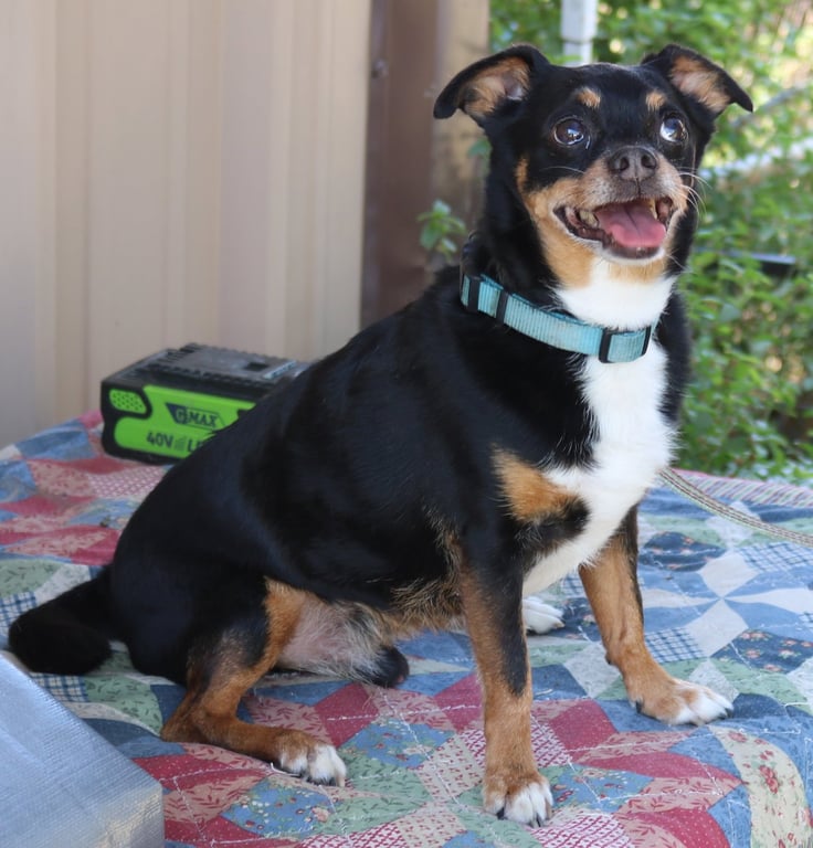 Toby Image